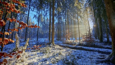 Sun rays penetrate a colorful, snow-covered forest, Franconian Forest nature park Park