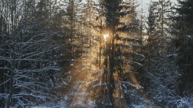 Light penetrates through trees in a snow-covered forest, Franconian Forest nature park Park