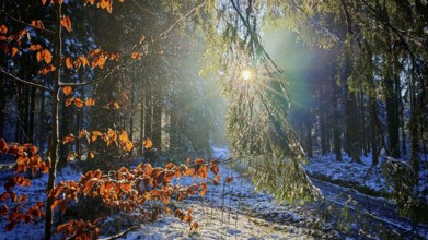 Sunlight falls on glowing beech leaves (fagus) in a snow-covered forest, Franconian Forest nature