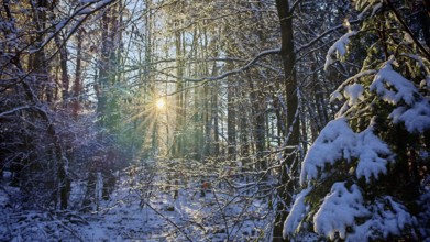 Sun rays penetrate the snowy trees in a peaceful winter forest, Franconian Forest nature park Park