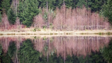 Barren trees and their reflection in the calm water of a lake in the forest, ecg, Frankenwald
