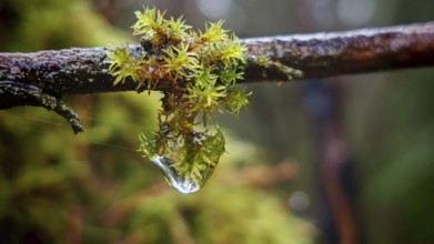 A drop of water hangs on a branch covered with moss (musco) in close-up, Franconian Forest nature