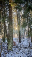 The sun shines through the snow-covered trees in a quiet winter forest, Franconian Forest nature