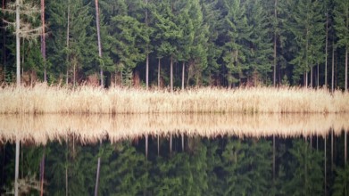 A tranquil lake with a reflection of reeds (phragmites australis) and dense conifers, Franconian