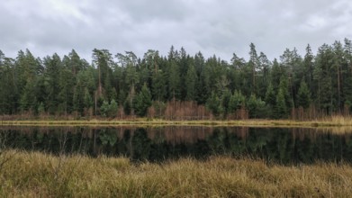 A tranquil forest lake with a reflection of the trees and clouds in the sky, surrounded by pine