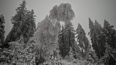 Tall, snow-covered trees in a thick winter forest, Rennsteig, Thuringian Forest nature park Park