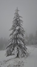 A single snow-covered Christmas tree in a foggy winter landscape, Rennsteig, Thuringian Forest