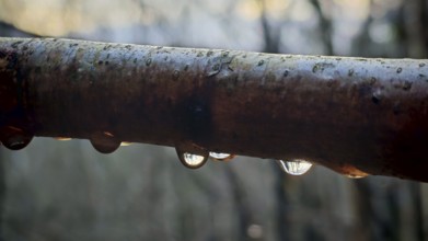 Macro image of a branch with water droplets in which trees are reflected, Thuringian Forest nature