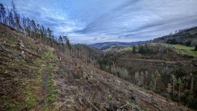 Path through extensive landscape with felled, cleared spruces (picea) with harvesting machine and