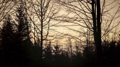 Silhouettes of trees against a colorful evening sky, Fichtelgebirge