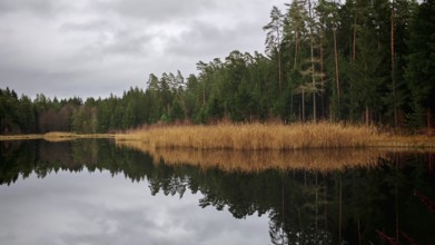 A quiet forest lake with reeds (phragmites australis) reflecting the trees and a cloudy sky,