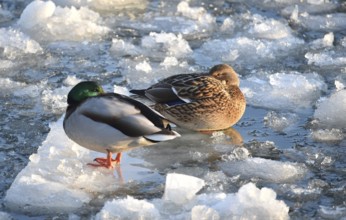 Mallards (Anas platyrhynchos) sitting on ice on the frozen Elbe near Geesthacht,