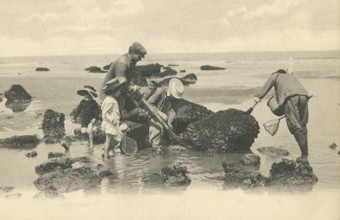 Family collecting mussels on the beach at low tide, delicacy, Atlantic, around 1910, Houlgate,