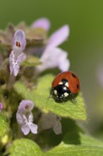 Seven-spot ladybird or Ladybug (Coccinella septempunctata) adult insect on a Red dead nettle plant