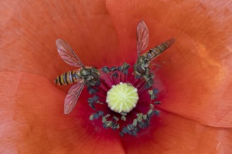 Common hoverfly (Eupeodes corollae) two adult insects feeding on a garden red Common field poppy