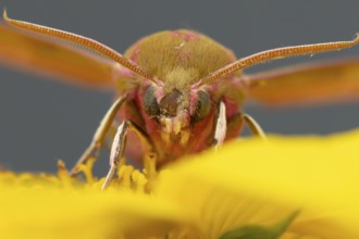Elephant hawkmoth (Deilephila elpenor) adult moth insect on a garden sunflower flower in summer,
