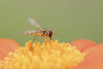 Common hoverfly (Eupeodes corollae) adult insect feeding on a garden Mexican sunflower (Tithonia