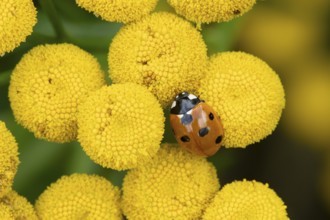 Seven-spot ladybird or Ladybug (Coccinella septempunctata) adult insect on a garden Tansy flower in