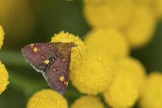 Mint moth (Pyrausta aurata) adult insect feeding on a garden Tansy flower in summer, England,