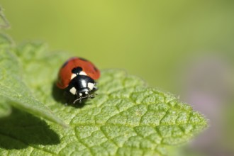 Seven-spot ladybird or Ladybug (Coccinella septempunctata) adult insect on a Red dead nettle plant