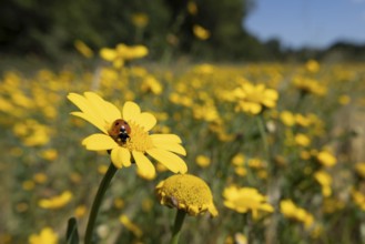 Seven-spot ladybird or Ladybug (Coccinella septempunctata) adult insect on a Corn marigold flower