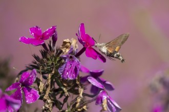 Hummingbird hawkmoth (Macroglossum stellatarum) adult moth insect in flight feeding on a garden