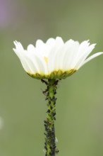Black bean aphid or Greenfly (Aphis fabae) adult insects on an Oxeye daisy flower stem in summer,