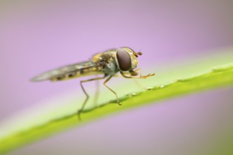 Common hoverfly (Eupeodes corollae) adult insect resting on a garden plant leaf in summer, England,