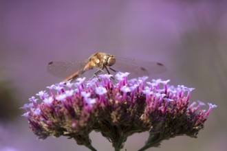 Common darter dragonfly (Sympetrum striolatum) adult insect resting on a garden Verbena bonariensis
