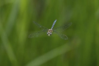Migrant hawker dragonfly (Aeshna mixta) adult insect flying in summer, England, United Kingdom