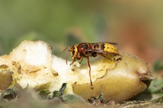 European hornet (Vespa crabro) adult insect feeding on a fallen pear fruit in a garden in summer,