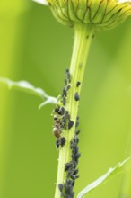 Black bean aphid or Greenfly (Aphis fabae) adult insects and an ant on an Oxeye daisy flower stem