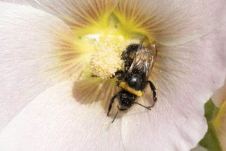 Buff tailed bumblebee (Bombus terrestris) adult bee insect feeding on a garden Hollyhock flower in