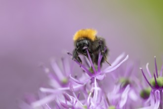 Tree bumblebee (Bombus hypnorum) adult bee insect feeding on a garden purple Allium flower in