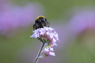 Buff tailed bumblebee (Bombus terrestris) adult bee insect feeding on a garden Verbena bonariensis