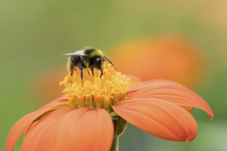 Early bumblebee (Bombus pratorum) adult bee insect feeding on a garden Mexican sunflower (Tithonia