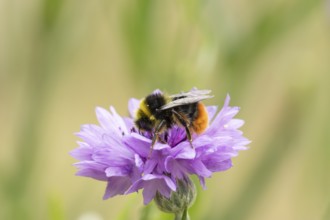 Early bumblebee (Bombus pratorum) adult bee insect feeding on a garden Cornflower flower in summer,