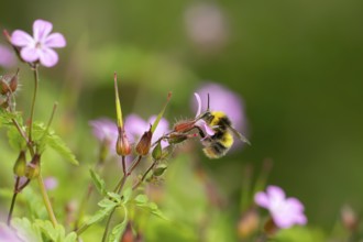 Early bumblebee (Bombus pratorum) adult bee insect feeding on a garden Herb robert flower in