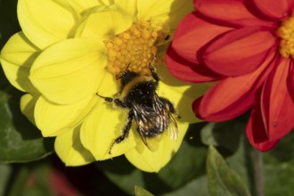 Buff tailed bumblebee (Bombus terrestris) adult bee insect feeding on a garden Dahlia flower in