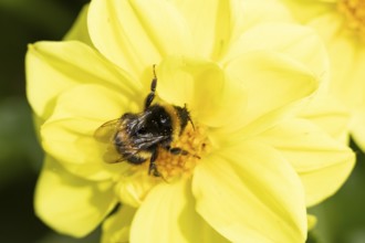 Garden bumblebee (Bombus hortorum) adult bee insect feeding on a garden Dahlia flower in summer,