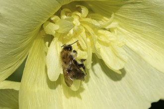 Common carder bumblebee (Bombus pascuorum) adult bee insect feeding on a garden Hollyhock flower in