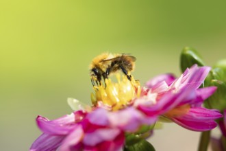 Common carder bumblebee (Bombus pascuorum) adult bee insect feeding on a garden Dahlia flower in