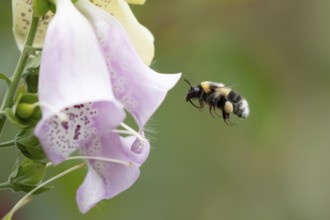 Buff tailed bumblebee (Bombus terrestris) adult bee insect flying towards a garden Foxglove