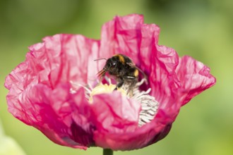 Buff tailed bumblebee (Bombus terrestris) adult bee insect feeding on a garden Opium poppy flower