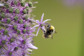 Early bumblebee (Bombus pratorum) adult bee insect feeding on a garden Allium flower in spring,