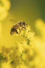 European honey bee (Apis mellifera) adult insect feeding on a garden yellow Golden rod flower in