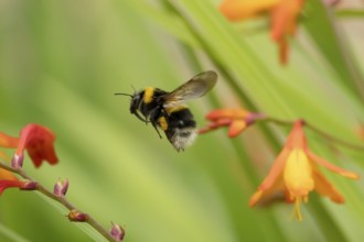 Buff tailed bumblebee (Bombus terrestris) adult bee insect flying in a garden in summer, England,
