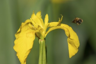 Common carder bumblebee (Bombus pascuorum) adult bee insect flying towards a Yellow flag iris