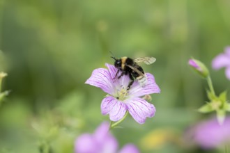 Buff tailed bumblebee (Bombus terrestris) adult bee insect feeding on a garden pink Geranium flower