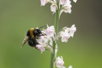 Buff tailed bumblebee (Bombus terrestris) adult bee insect feeding on a garden Toadflax flower in